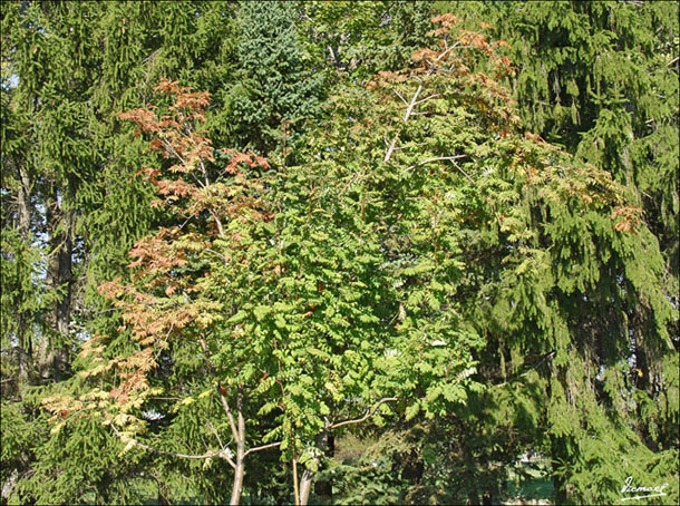 Foto de Montreal, Canadá