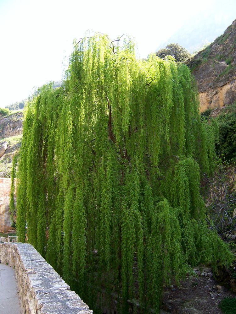 Foto de Cazorla (Jaén), España