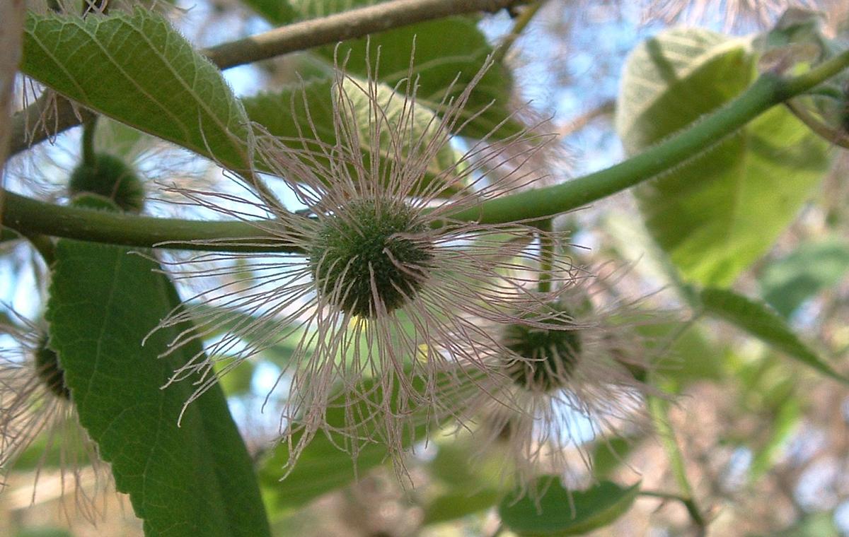 Foto de San Antonio, Chile