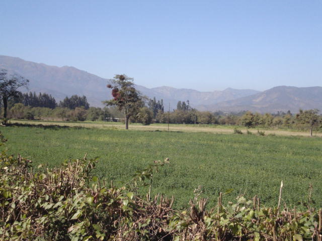 Foto de LIMACHE, Chile