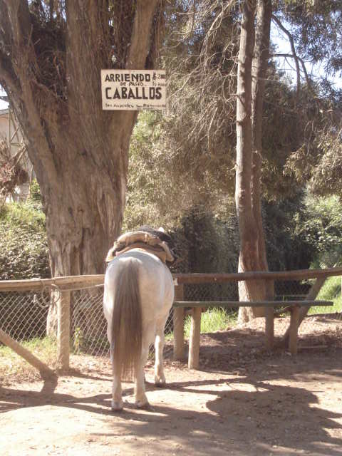 Foto de OLMUE, Chile