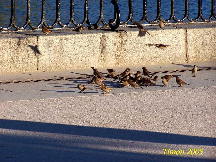 Foto de Madrid (Comunidad de Madrid), España