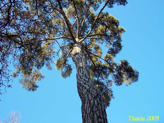 Foto de Madrid (Comunidad de Madrid), España