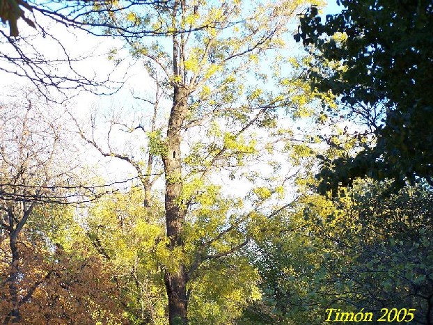 Foto de Madrid (Comunidad de Madrid), España