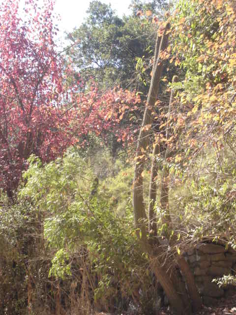 Foto de OLMUE, Chile