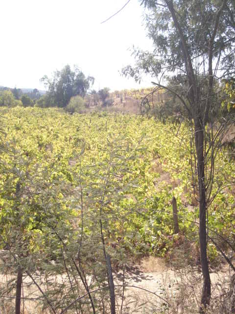 Foto de VILLA ALEMANA, Chile