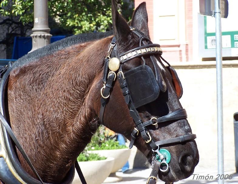 Foto de Sevilla (Andalucía), España