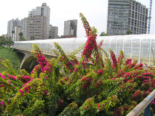 Foto de LIMA-MIRAFLORES, Perú