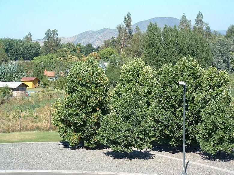 Foto de San Fernando, Chile