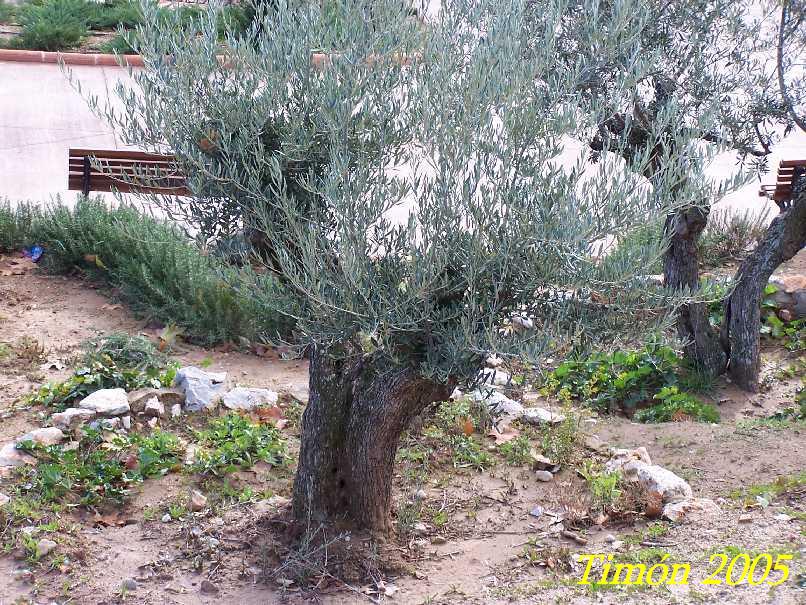 Foto de Guadalajara (Castilla La Mancha), España