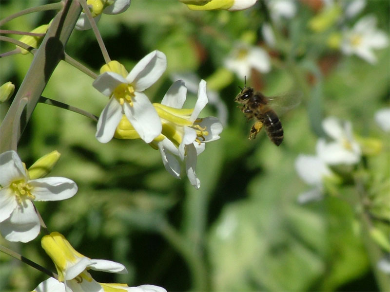 Foto de Mallorca (Illes Balears), España
