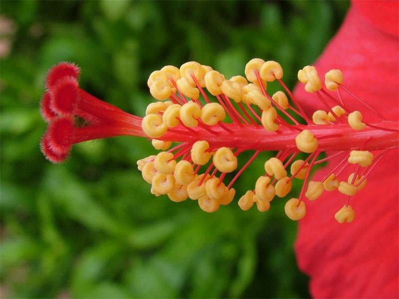 Foto de Palma de Mallorca (Illes Balears), España