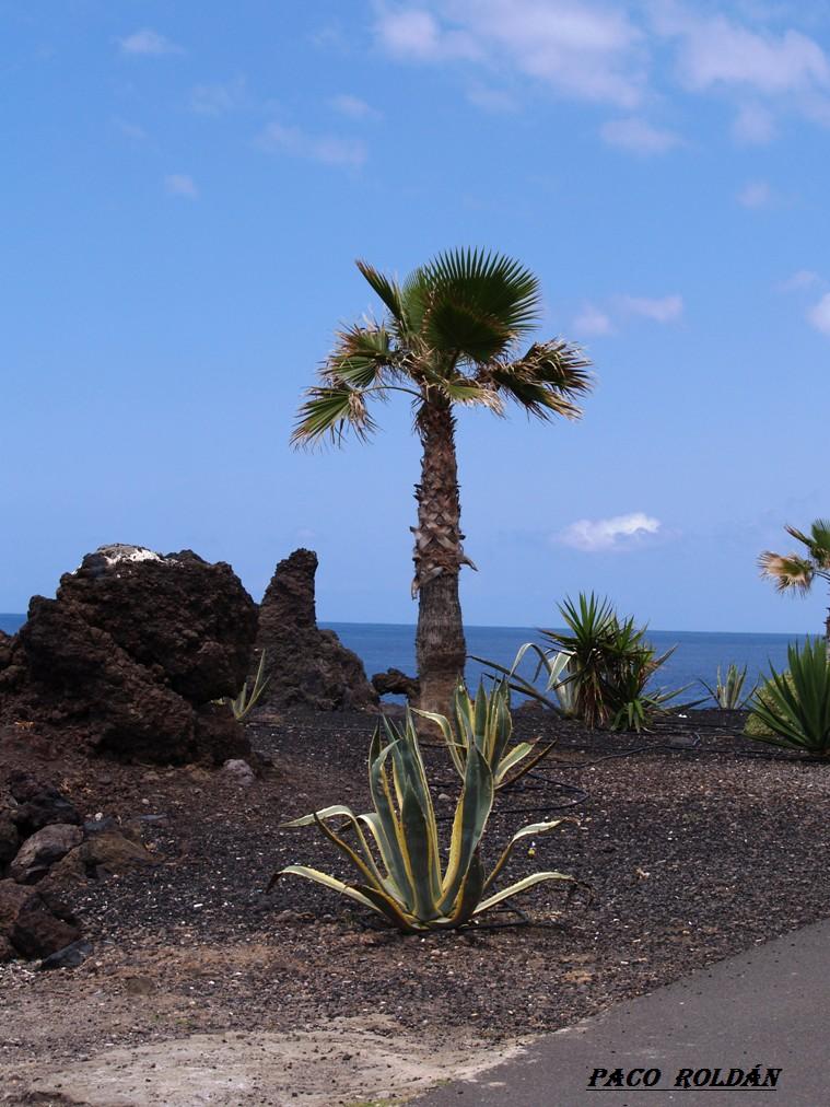 Foto de Tenerife (Santa Cruz de Tenerife), España