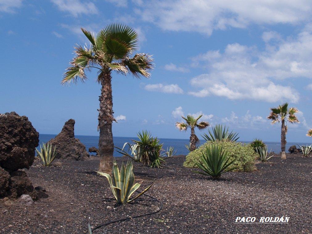 Foto de Tenerife (Santa Cruz de Tenerife), España