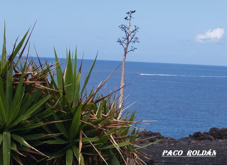 Foto de Tenerife (Santa Cruz de Tenerife), España