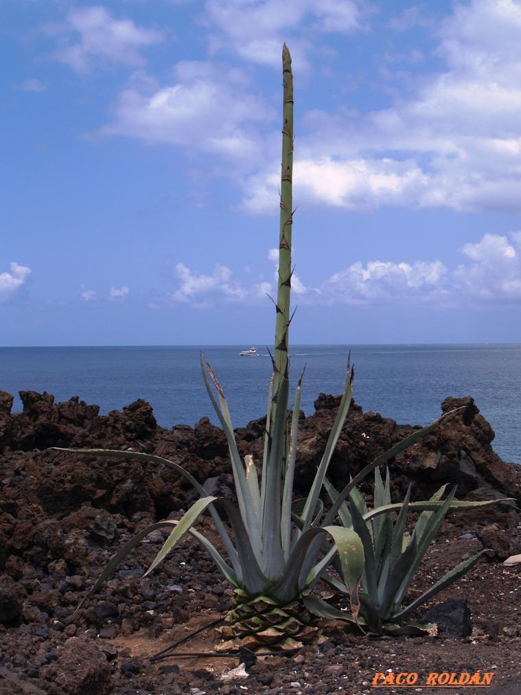Foto de Tenerife (Santa Cruz de Tenerife), España