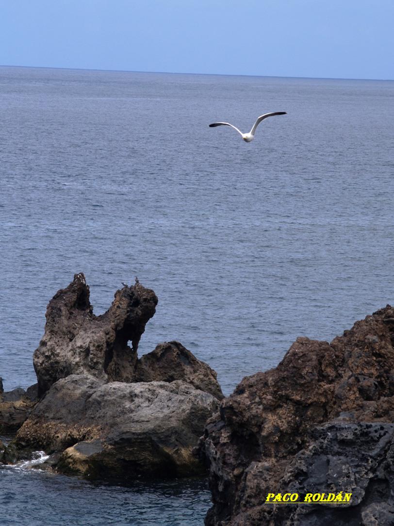 Foto de Tenerife (Santa Cruz de Tenerife), España