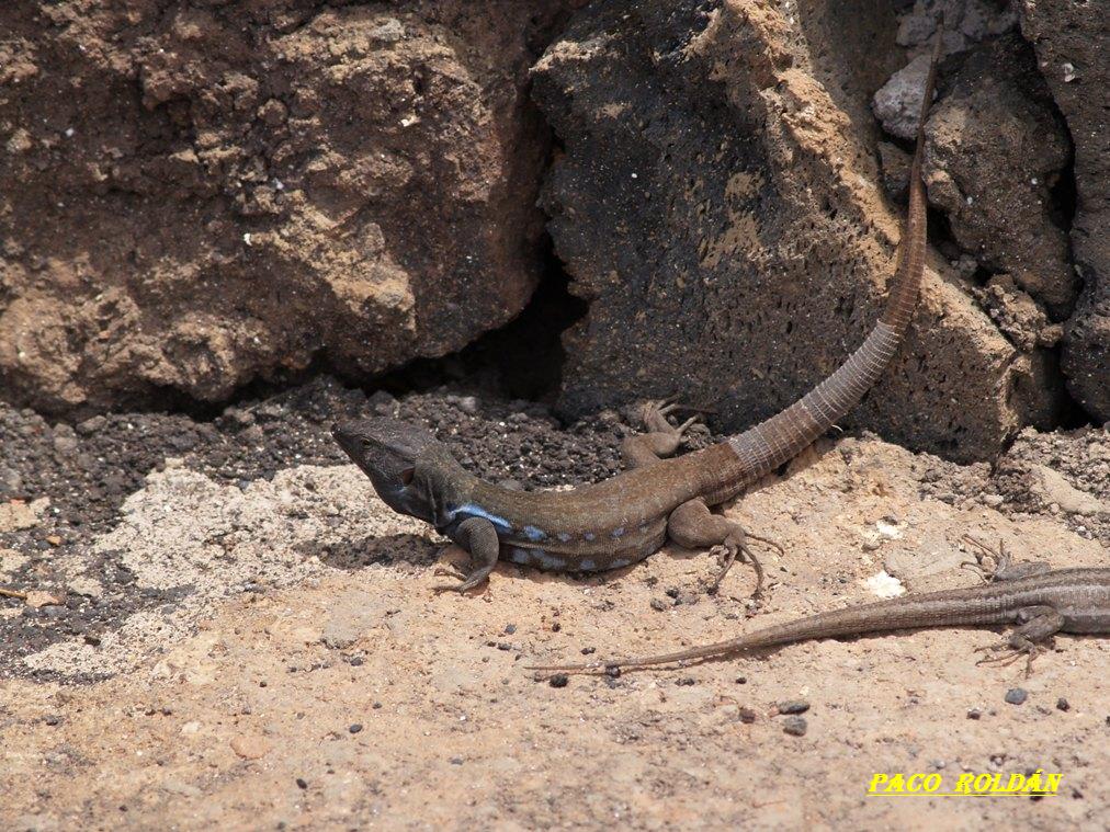 Foto de Tenerife (Santa Cruz de Tenerife), España