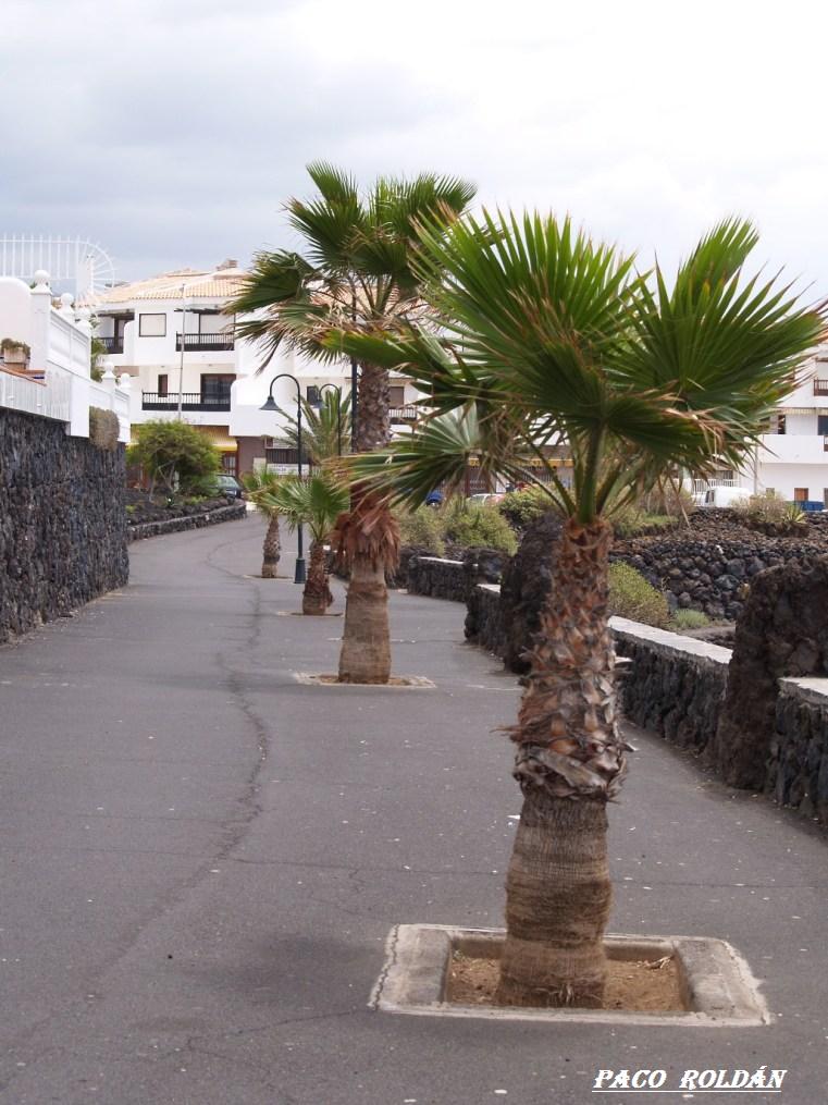 Foto de Tenerife (Santa Cruz de Tenerife), España