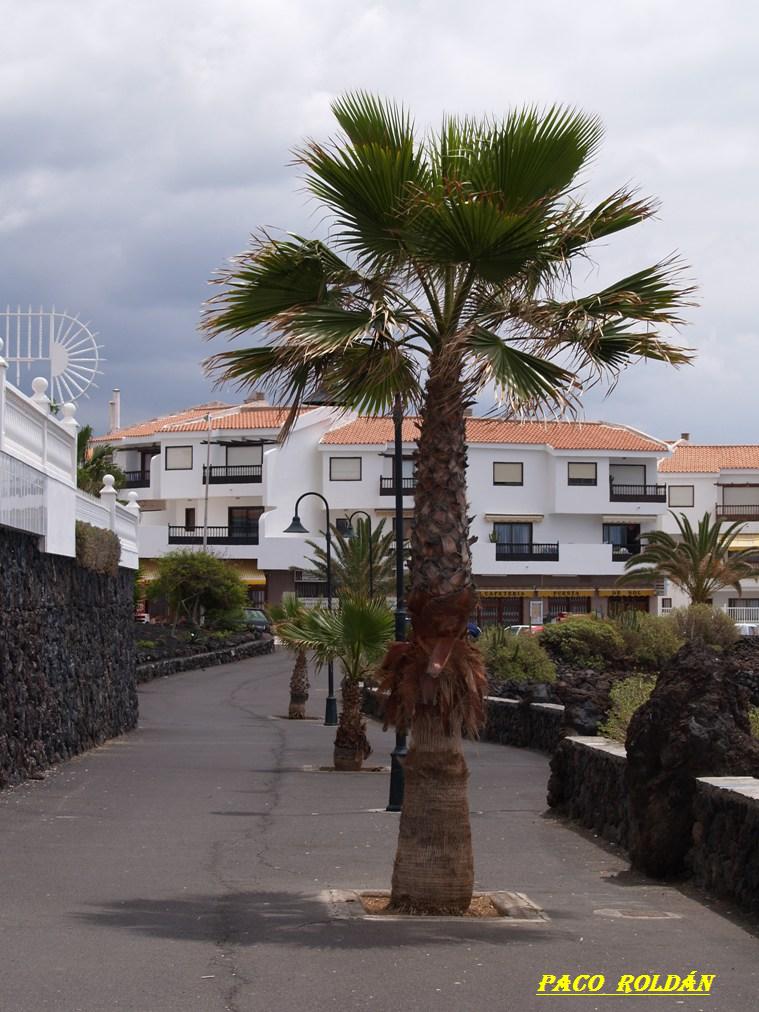 Foto de Tenerife (Santa Cruz de Tenerife), España