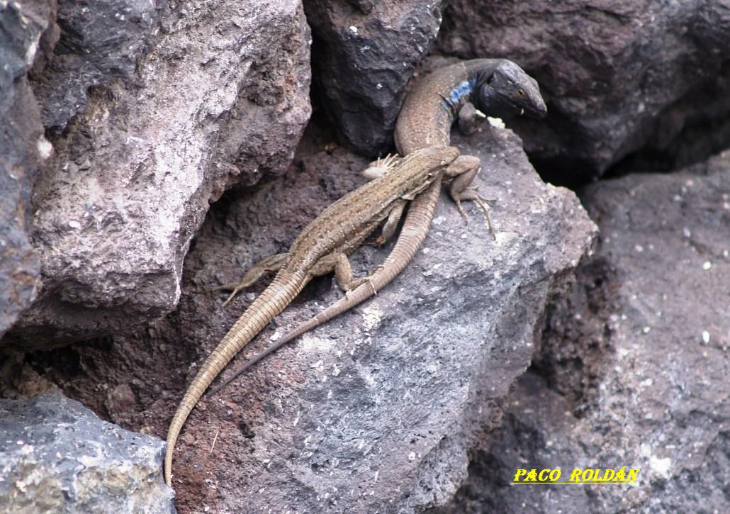 Foto de Tenerife (Santa Cruz de Tenerife), España