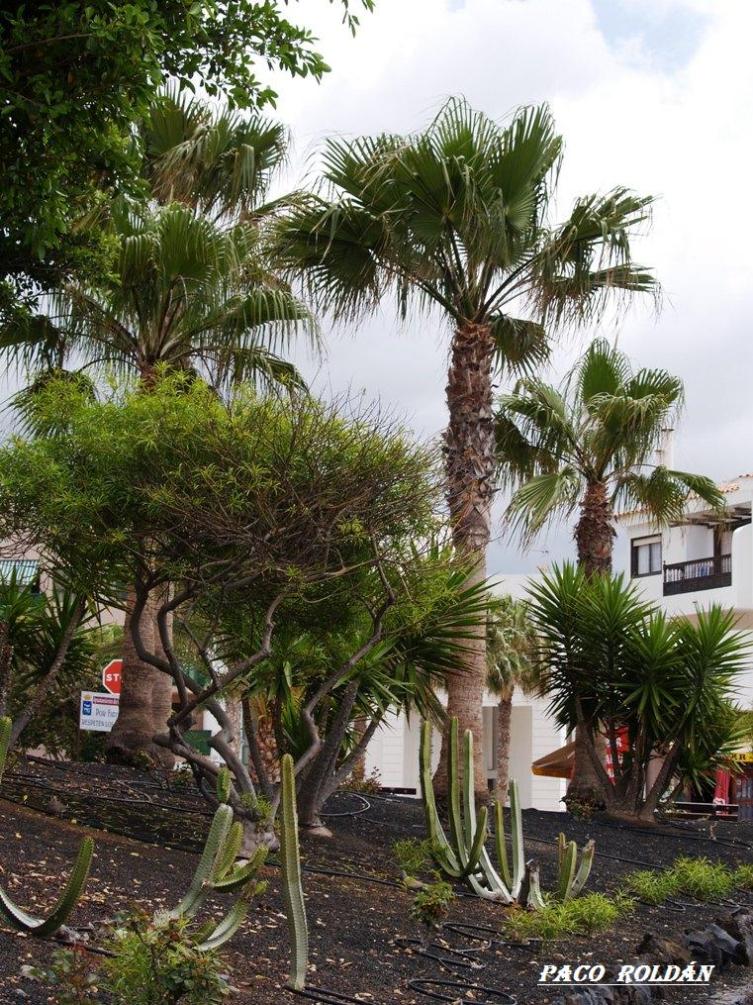 Foto de Tenerife (Santa Cruz de Tenerife), España