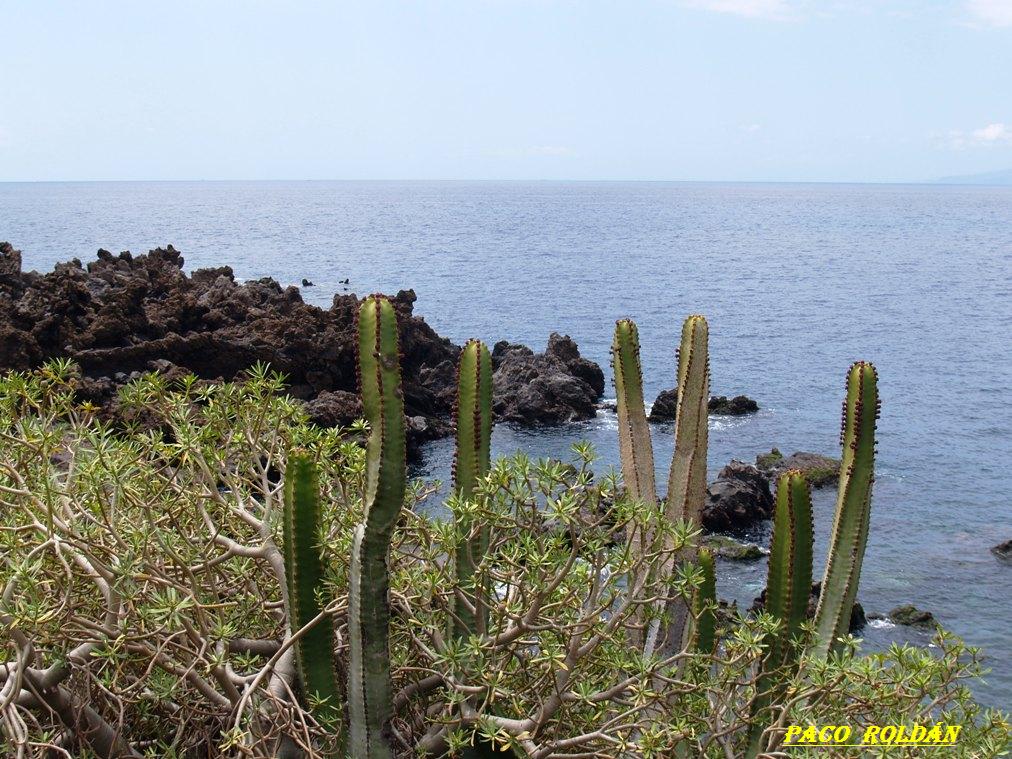 Foto de Tenerife (Santa Cruz de Tenerife), España