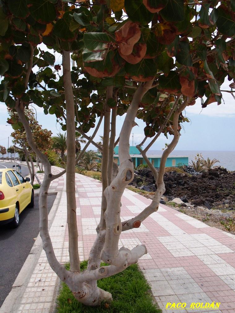 Foto de Tenerife (Santa Cruz de Tenerife), España
