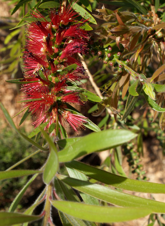 Foto de Coma-Ruga (Tarragona), España