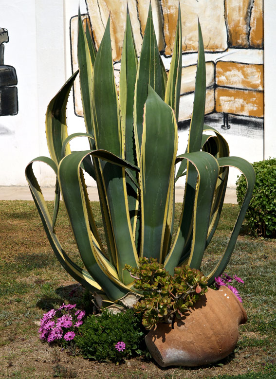 Foto de Coma-Ruga (Tarragona), España