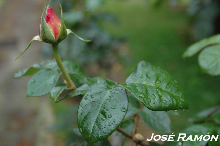 Foto de Jerez  de la Frontera (Cádiz), España