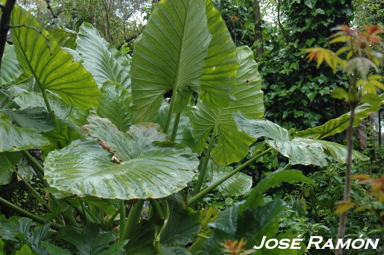 Foto de Jerez  de la Frontera (Cádiz), España