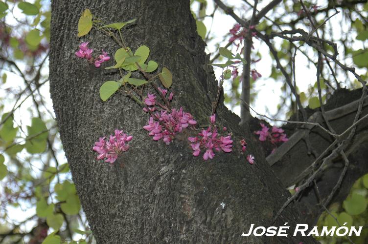 Foto de Jerez  de la Frontera (Cádiz), España