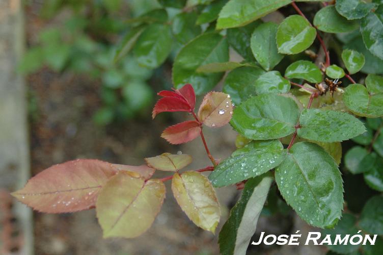 Foto de Jerez  de la Frontera (Cádiz), España