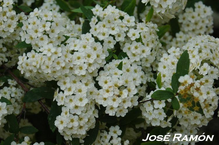 Foto de Jerez  de la Frontera (Cádiz), España