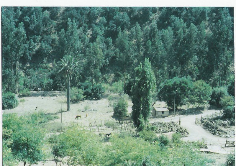 Foto de OLMUE, Chile