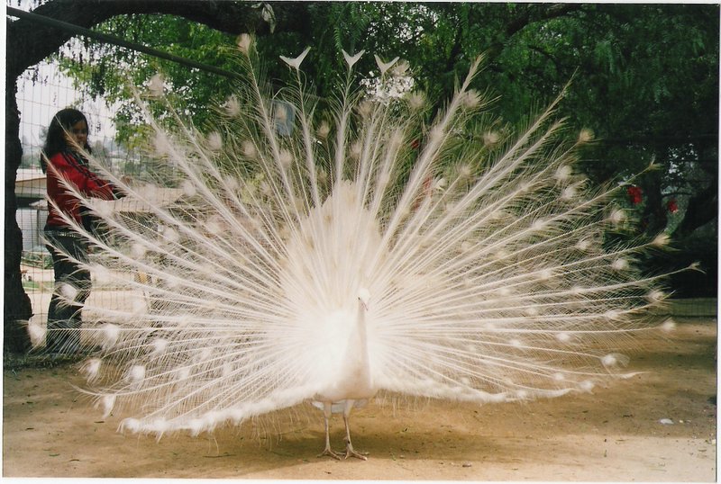 Foto de QUILPUE, Chile