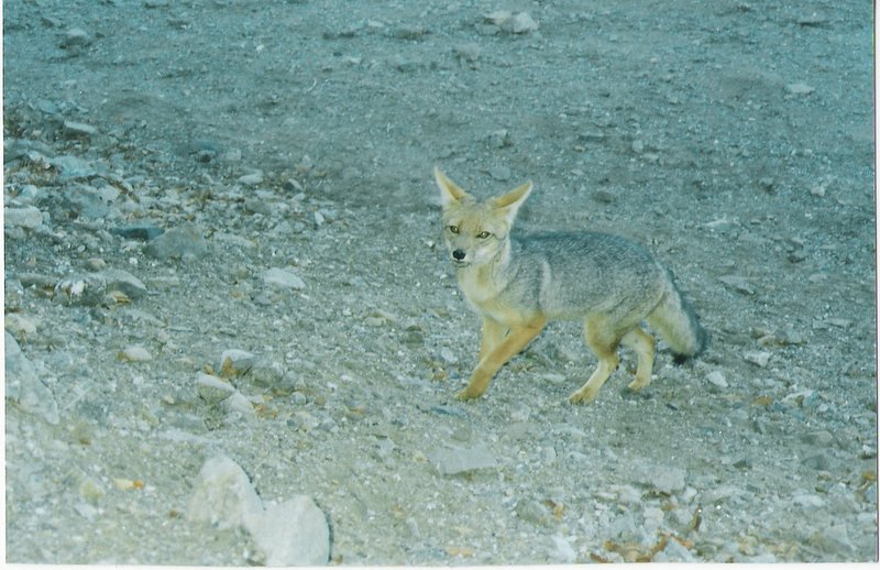 Foto de OLMUE, Chile