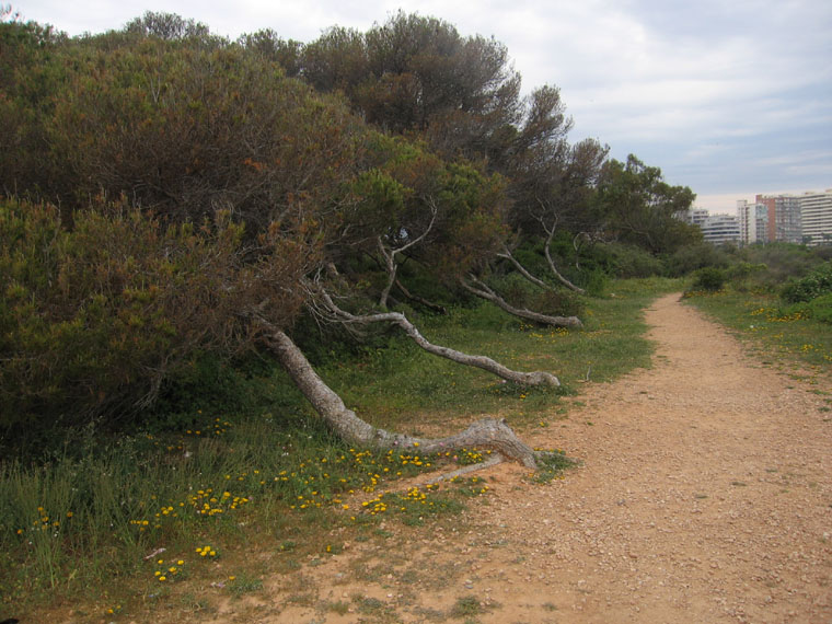 Foto de Alicante (Comunidad Valenciana), España