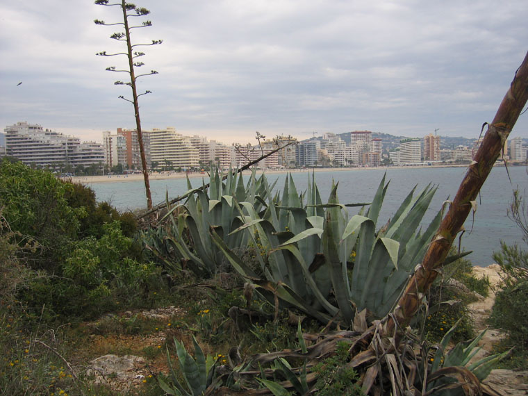 Foto de Alicante (Comunidad Valenciana), España