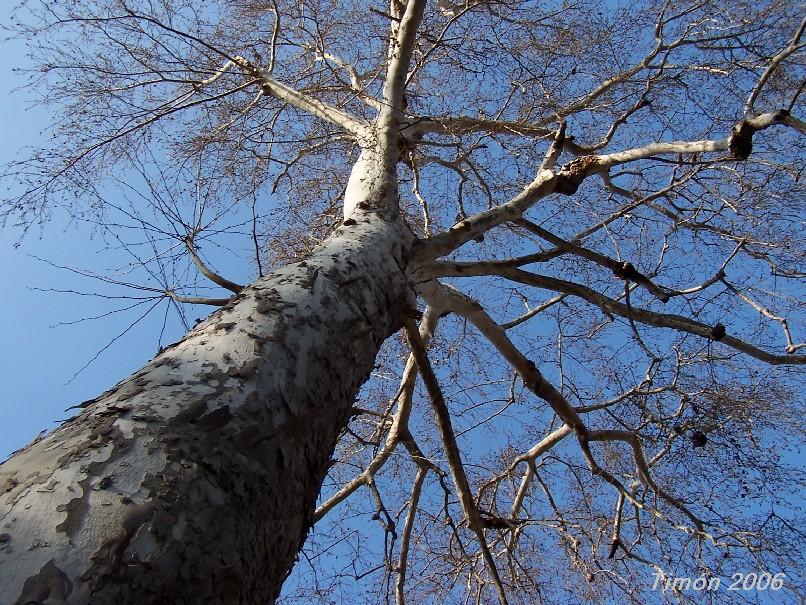 Foto de Sevilla (Andalucía), España