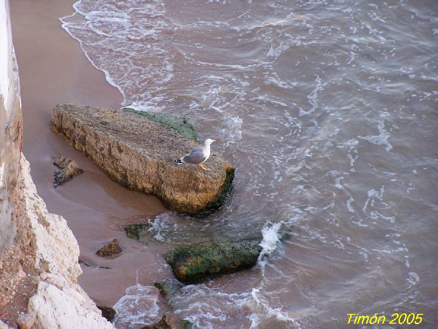 Foto de Benidorm (Alicante), España