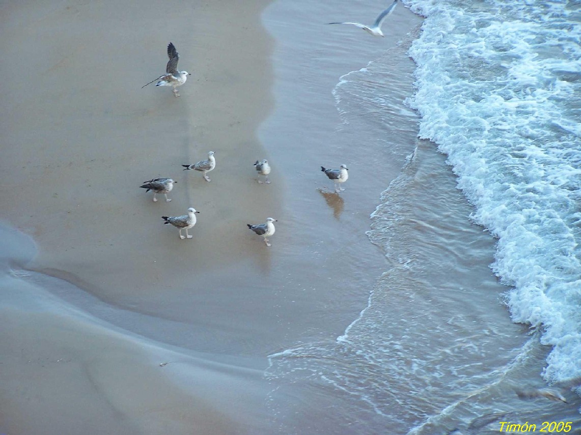 Foto de Benidorm (Alicante), España