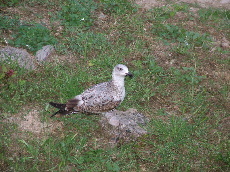 Foto de Palma de Mallorca (Illes Balears), España