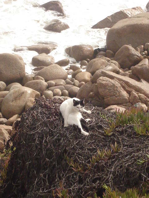 Foto de VIÑA DEL MAR, Chile