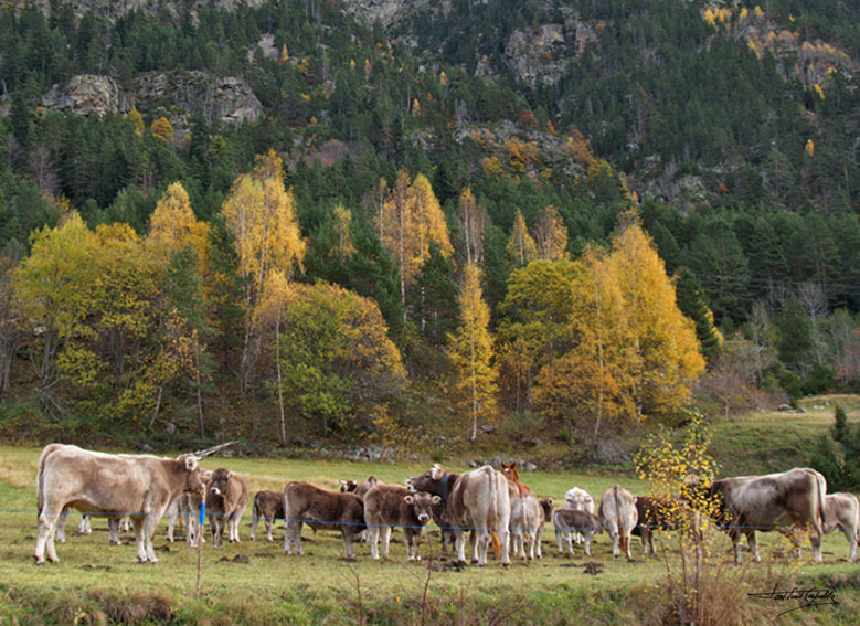Foto de Bielsa (Huesca), España