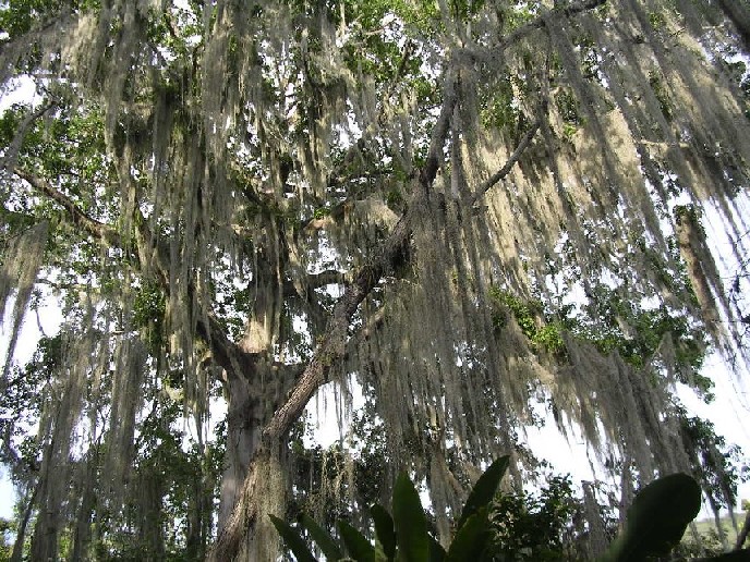 Foto de SAN GIL (Santander), Colombia