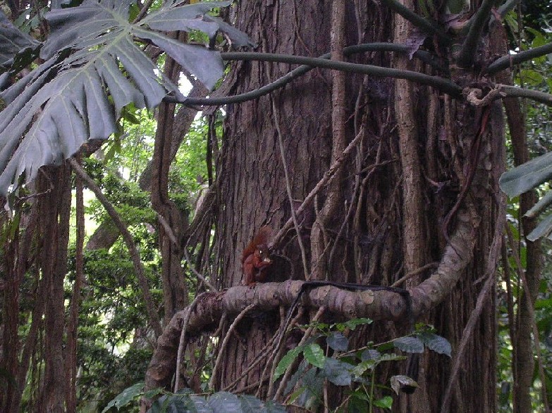 Foto de BUCARAMANGA (Santander), Colombia