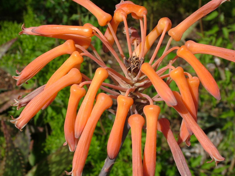 Foto de Palma de Mallorca (Illes Balears), España