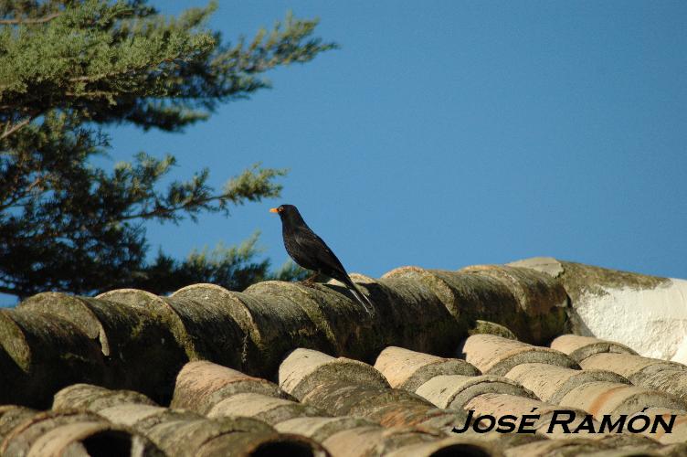 Foto de Jerez  de la Frontera (Cádiz), España